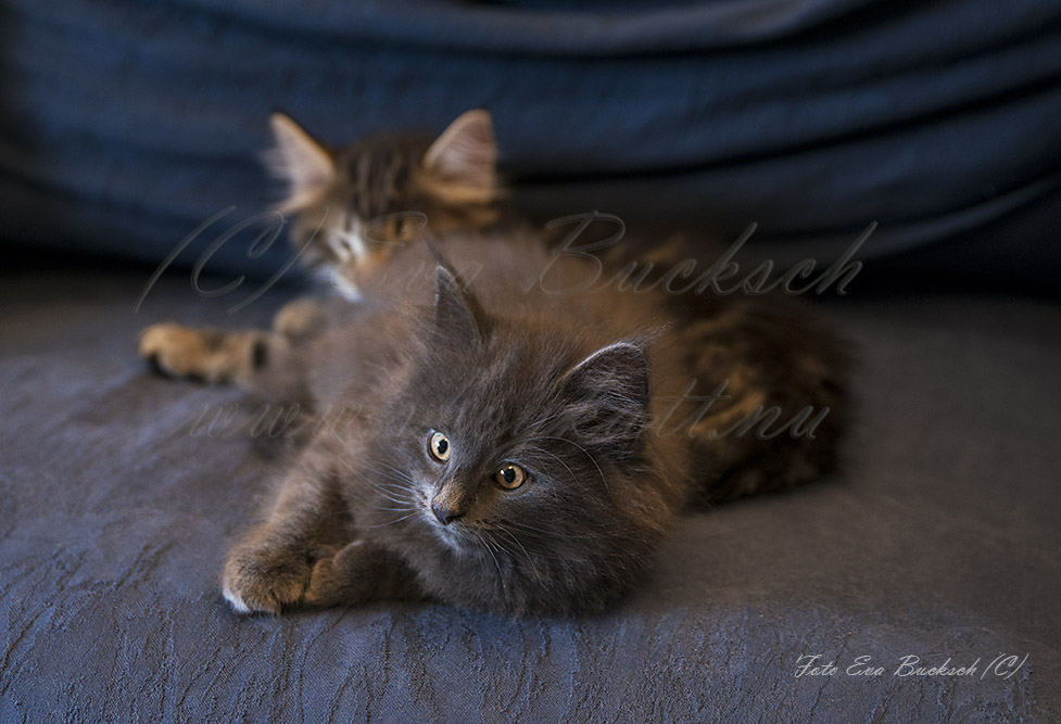 Huldrelandets norska skogkatter